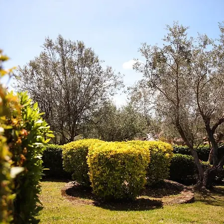 Edera Saturnia